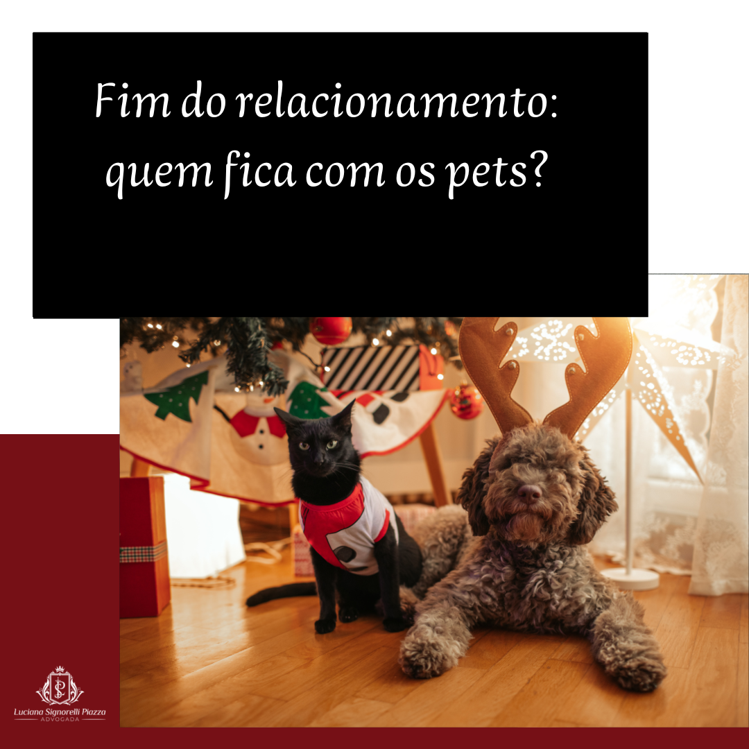 Fim do relacionamento: quem fica com os pets?